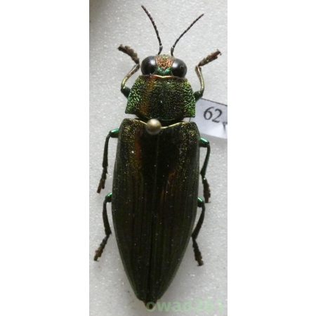 Chrysochroa purpureiventris marinae Lander, 1992 Thailand 32mm62